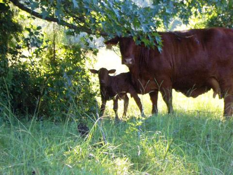 Here is a photo of Tiny shortly after her birth. She was the first cow ever born at Shady Grove Ranch, and what a lovely cow she is!