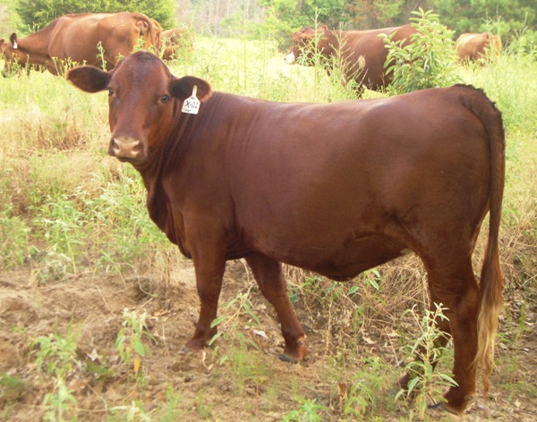 Tiny as a young heifer, early in pregnancy.