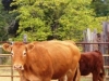 MovingCowstoBottom 021.Cropped