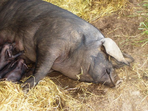 Our sows farrow outdoors with plenty of space and soft bedding. 