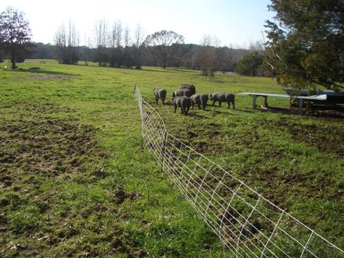 We utilize the natural rooting behavior of the pigs to massage our pasture fertility. They enjoy every minute of it!