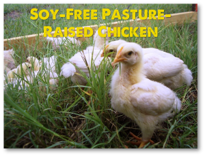 Pasture-Raised Chicken Not Fed Soy or Corn or Antibiotics