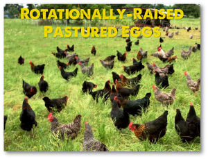 Pasture Raised Eggs Laid by Hens Rotated Multiple times per week and never fed soy or GMOs.