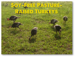Pasture-Raised Thanksgiving Turkeys Raised with No Soy and No GMOs