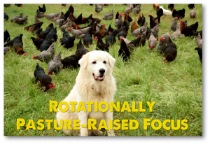 20150615 rotationally pasture raised focus dog with chickens