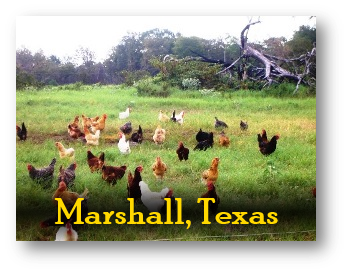 Shady Grove Ranch Products In Marshall Texas