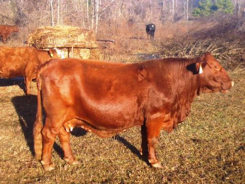 Gordita is simply lovely. She is smart, mellow, fairly friendly for a beef cow, and very motherly. Here is she is about 8 months pregnant--do you think it will be a bull or a heifer?