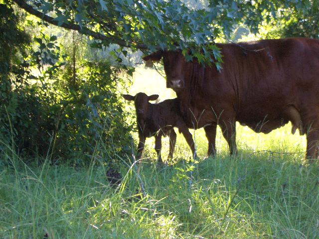 This is Tiny as a newborn calf with her mother, Gordita.