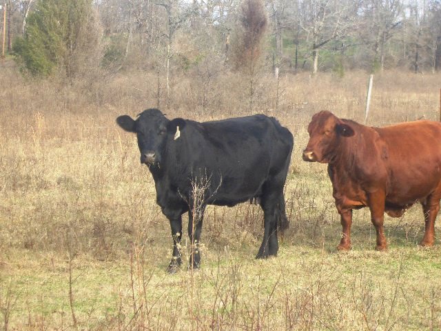 Tilly and Gordita on late-winter pasture in 2013.