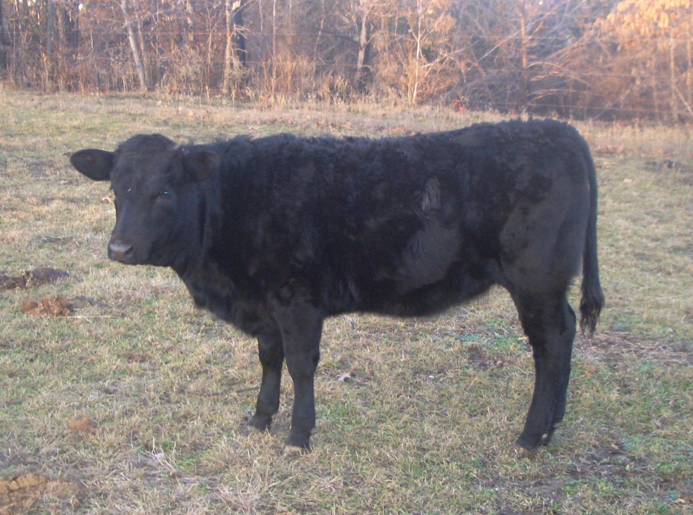 Tilly's second calf--a fat little heifer who is almost as feisty as her mother!