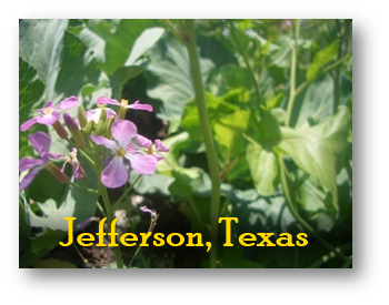 Jefferson Texas Purchasing Information