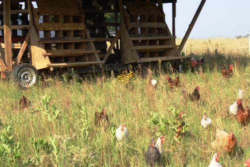 egg mobile with chickens in field