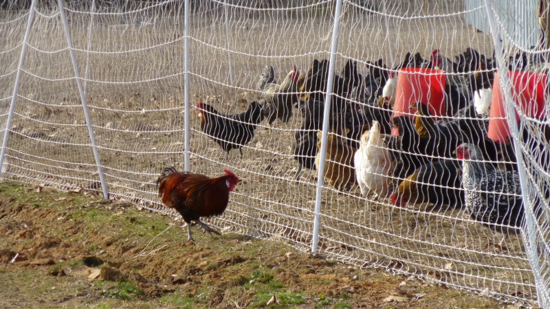 A skittish Old English Game rooster apparently flew the coop and is looking for a way back in.