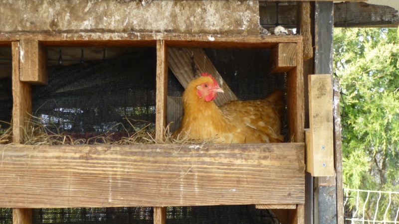 A pretty buff Orpington laying in the boxes of the old egg-mobile.