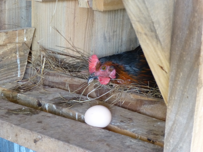 Somebody didn't quite make it into the nest box. Makes an interesting centerpiece while this hen is at work.