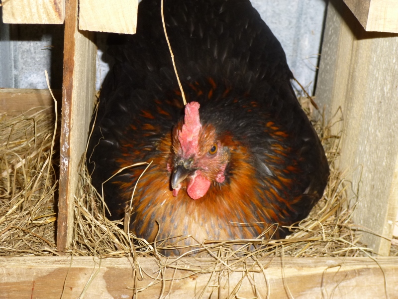 This hen is a young Black Sex Link.