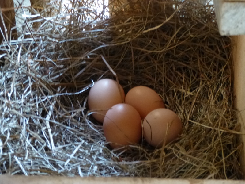 Chickens seem to prefer hay over wood chips in their nest boxes.