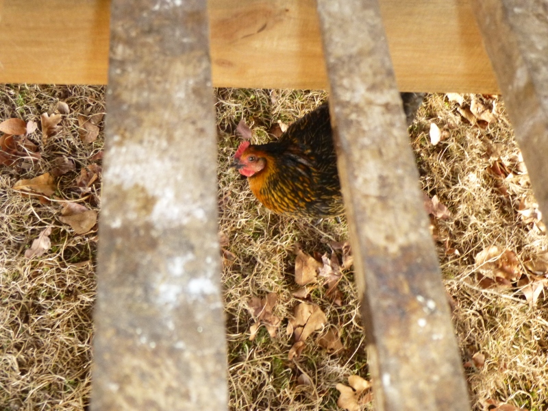 Slatted floors allow droppings to fall directly onto pasture. Look out below!