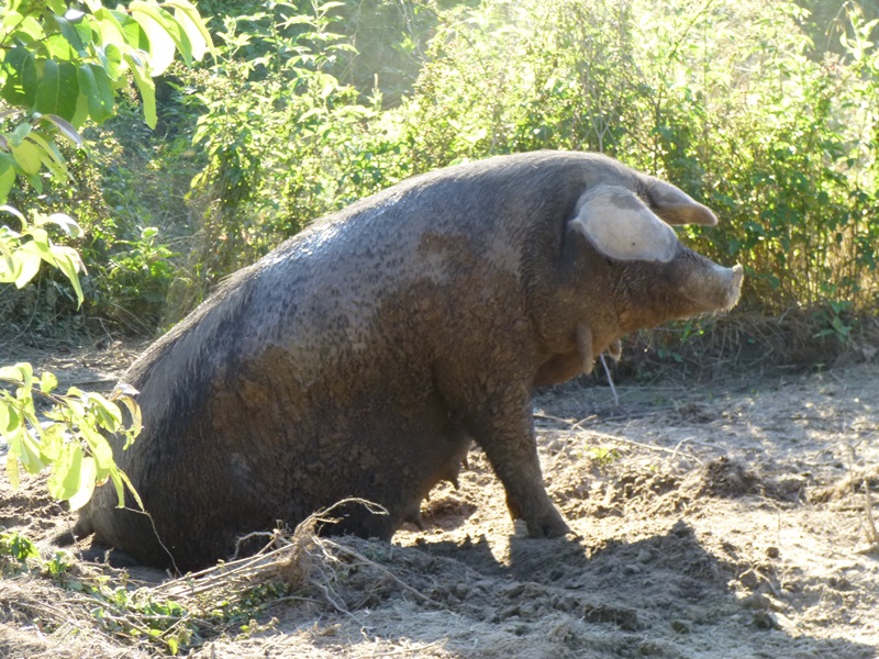 And now for some non-cow pictures. This momma pig rises up out of the cool mud to show us her wattles!