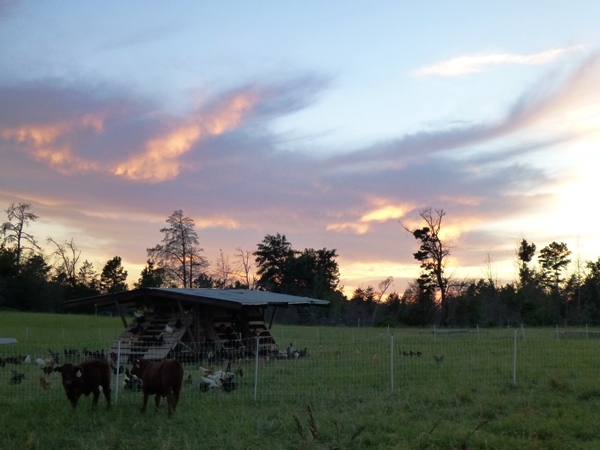 sunset with cows and chickens