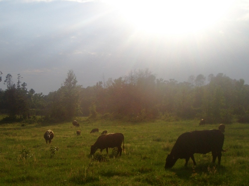 cattle grazing