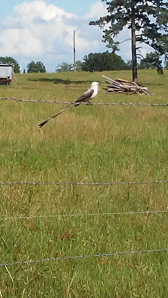 scissortail flycatcher real photo