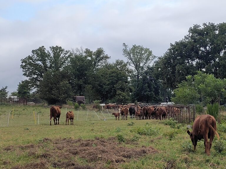 Farming - Shady Grove Ranch